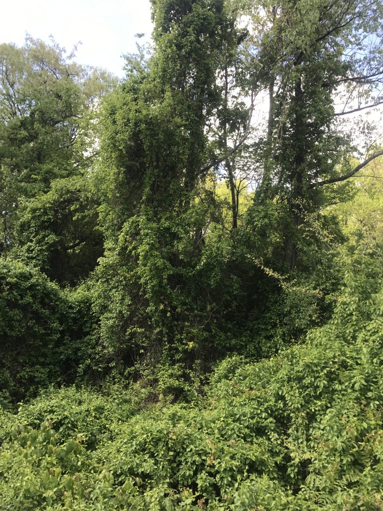 Oriental Bittersweet Growing Over Trees on Appalachian Trail in Maryland