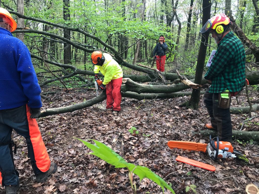 Chainsaw Sawyer makes bypass cut on limb, as swamper on left, chainsaw trainer on right and classmate in rear look on